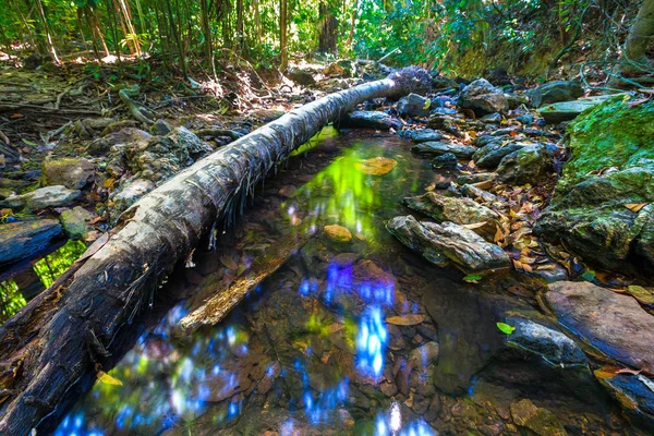 Arbre Tombé Trouve Diagonale Travers Une Rivière Transparente Propre Calme — Photo