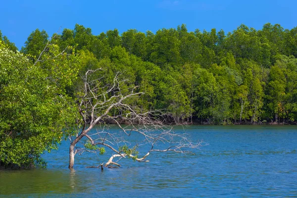 Überfluteten Tropischen Baum Grünen Mangrovenwäldern Des Blauen Schlammigen Flusses Kopierraum — Stockfoto