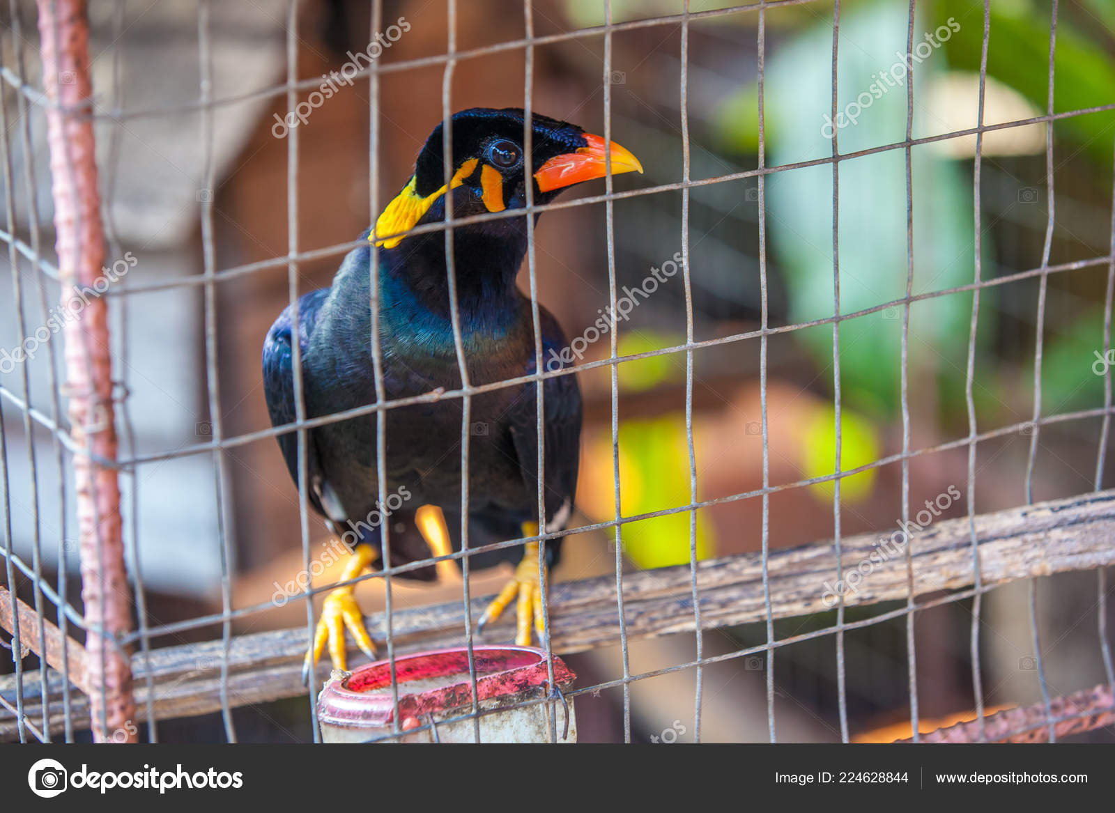 Myna Acridortheres Javanicus Drôle Petit Oiseau Noir Bec