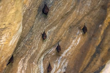 Büyük nalburunlu yarasa (Rhinolophus ferrumequinum) buzlu, kopya alanı metin için açık gözlü pençeleri kapat. Yarasalar bir mağarada, Koh Lanta Island, Tayland.