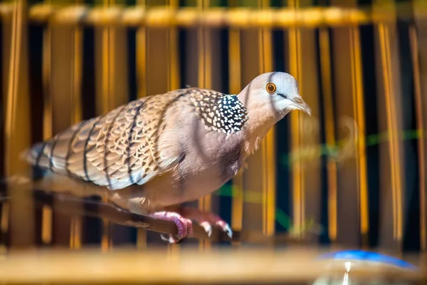 Retrato Pomba Tartaruga Distância Muito Próxima Streptopelia Turtur Sentar Poleiro — Fotografia de Stock