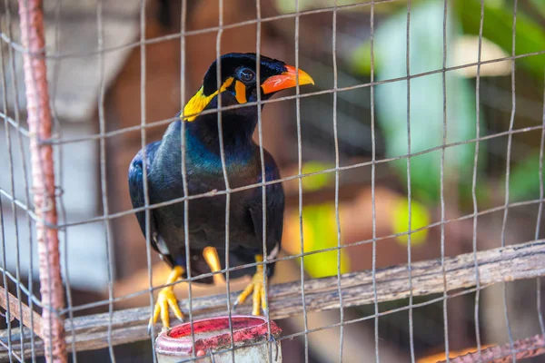 Myna Acridortheres Javanicus 有趣的黑色小鸟与黄色橙色红色嘴是一个会说话的鸟的情况下 非常接近模糊的背景的树枝细胞 美丽的鸟在笼子里 — 图库照片