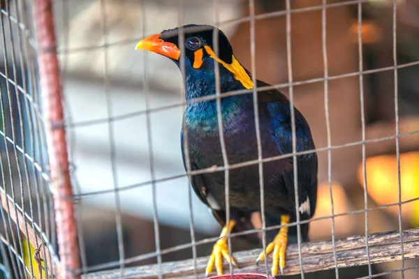 Myna Acridortheres Javanicus 有趣的黑色小鸟与黄色橙色红色嘴是一个会说话的鸟的情况下 非常接近模糊的背景的树枝细胞 美丽的鸟在笼子里 — 图库照片