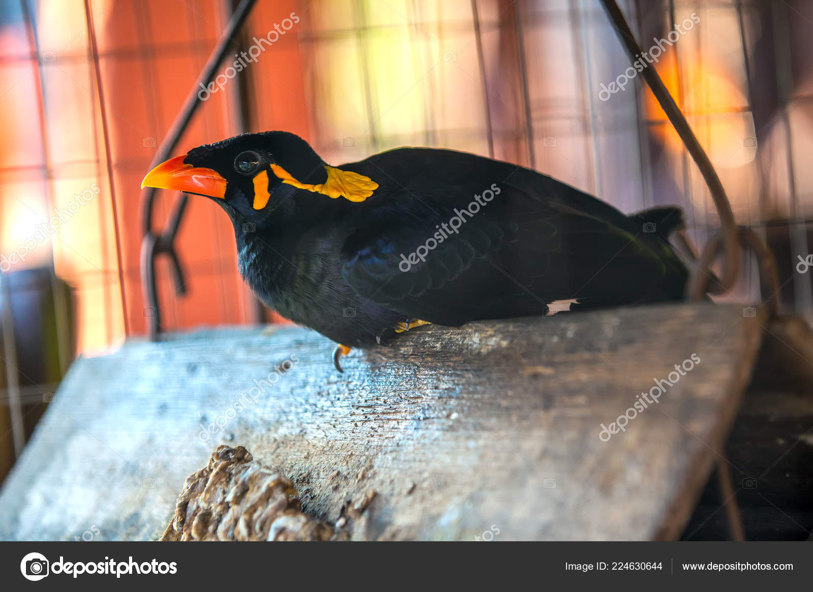 Myna Acridortheres Javanicus Drôle Petit Oiseau Noir Bec