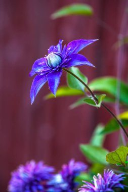 Blooms bir renkli flowerbed yalnız, dikey çerçeve, kopya alanı için metin arka plan bulanık ile güzel akasma mavi. Mor çiçek tomurcuk bahçe içinde.