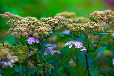 Akşam beyaz erkeçsakalı ışık, mevsimlik soğuk dalgası, zengin renkli yeşil arka planda gelen metin için kopya yer solan dağınık. Sonbahar çiçek bahçesi erkeçsakalı çalı.