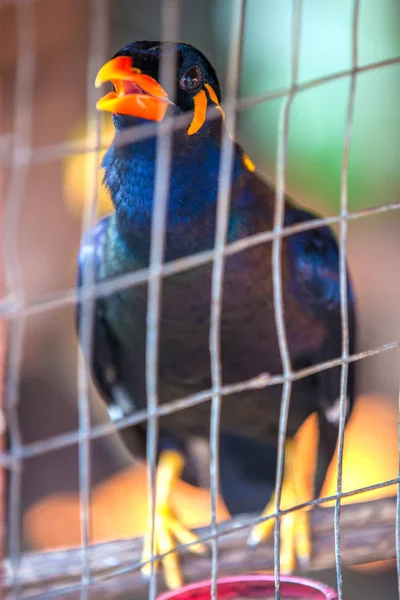 Myna Acridortheres Javanicus 有趣的黑色小鸟与黄色橙色红色嘴是一个会说话的鸟的情况下 非常接近模糊的背景的树枝细胞 美丽的鸟在笼子里 — 图库照片