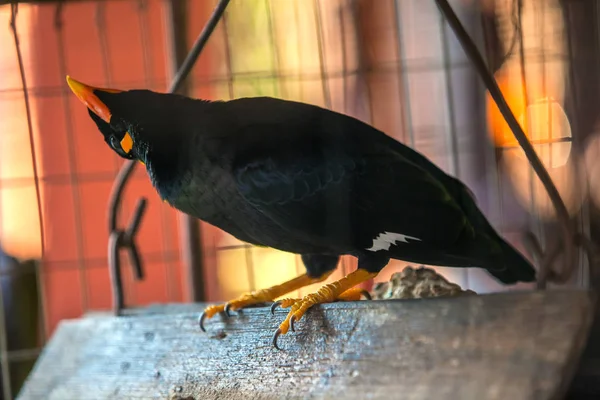 Myna Acridortheres Javanicus Grappige Zwart Vogeltje Met Geel Oranje Rode — Stockfoto
