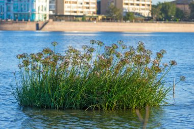 Plant and green grass in the coastal zone of the river, Cicuta virosa or Poisonous milestone in the blue water on the background of the city promenade and modern buildings. The Volga River, Astrakhan. clipart