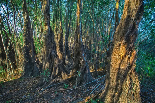 Getrocknete Baumstämme Sind Braunen Efeu Gewickelt Wald Auf Der Insel — Stockfoto