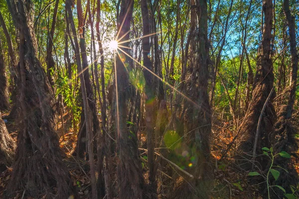 Getrocknete Baumstämme Sind Braunen Efeu Gewickelt Lichtstrahlen Der Sonne Wald — Stockfoto