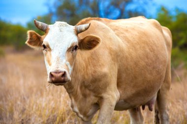 Kızıl saçlı inek udders ve boynuzları yaygın kulaklarını bir mera ortasında duruyor ve kurutulmuş sarı sonbahar çimleri çiğniyor. Hayvan alanını Astrahan bölgesi, Rusya Federasyonu.