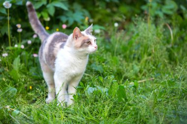 Çimlere basan kedi.