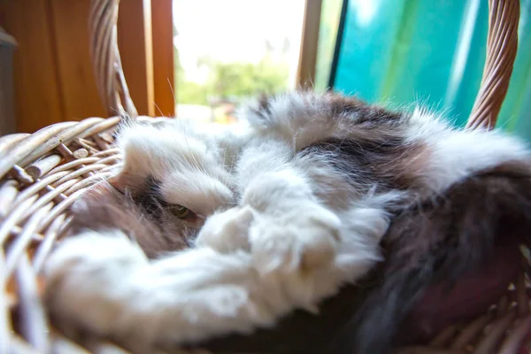 Kat in een rieten mand. — Stockfoto