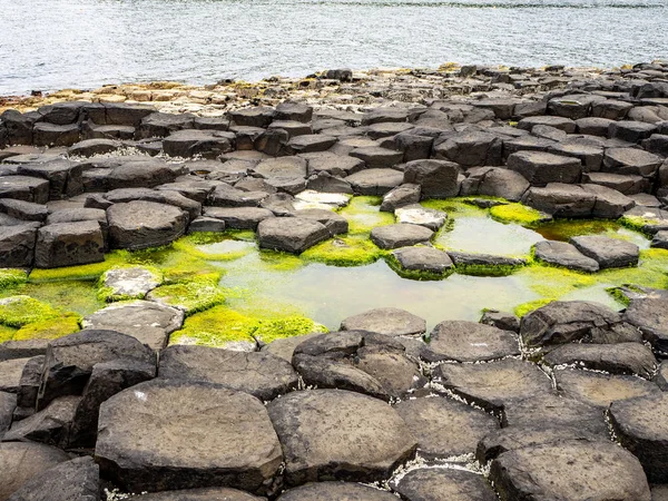 Calçada gigantesca com cracas e algas — Fotografia de Stock