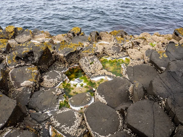 Giant ' s Causeway med havstulpaner och alger — Stockfoto