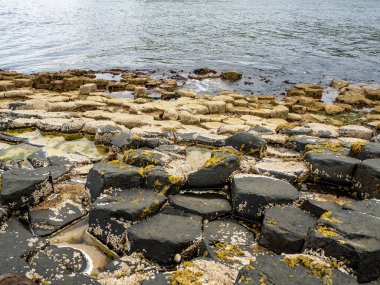 Midye ve yosun ile Dev Causeway