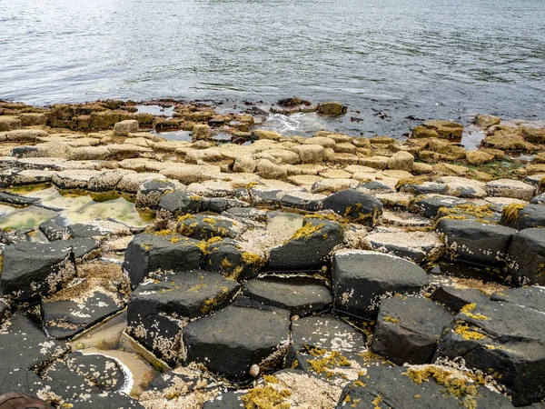 Riesendamm mit Seepocken und Algen — Stockfoto