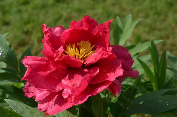 Peonía Rosa Después Lluvia — Foto de Stock