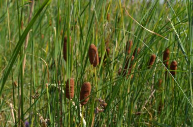 Sazlar nehir kıyısında yetişir