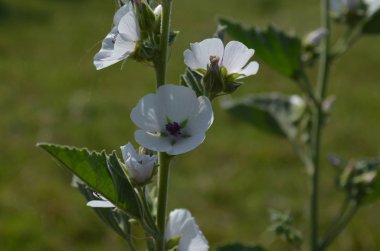 Çayırda vahşi ebegümeci çiçeği