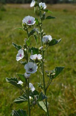 Çayırda vahşi ebegümeci çiçeği