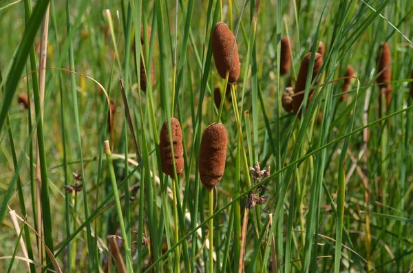 Reeds grows on the river bank