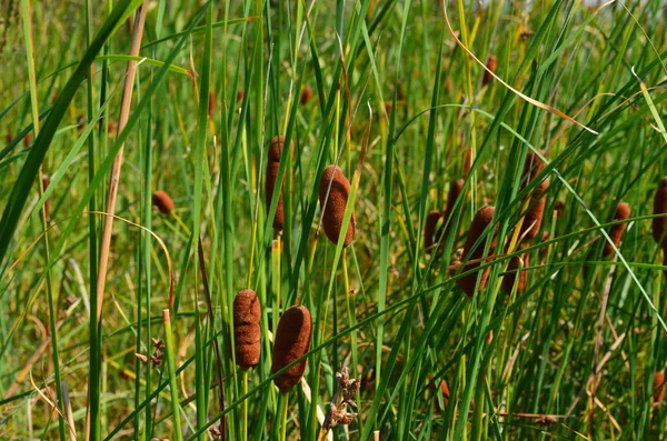 Reeds grows on the river bank