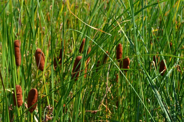 Reeds grows on the river bank