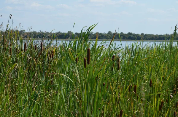 Reeds grows on the river bank
