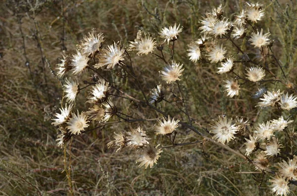 Dry Flowers Field — Stock Photo, Image