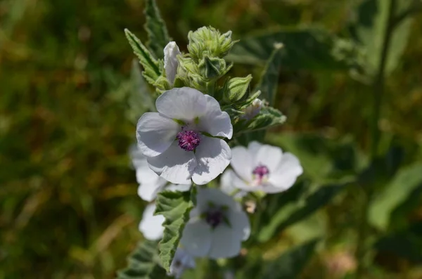 Malva Selvagem Florescer Prado Fotografia De Stock