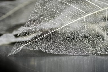 Yaprakların hassas güzel şeffaf ajur iskeletler ile doğal bir arka plan