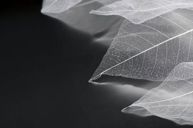 Yaprakların hassas güzel şeffaf ajur iskeletler ile doğal bir arka plan