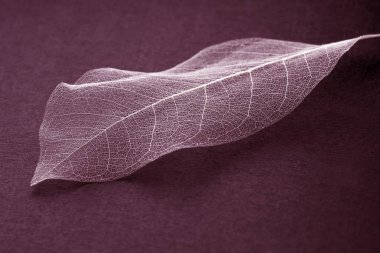Doğal Pembe arka plan, hassas güzel şeffaf ajur iskeletler yaprak ile