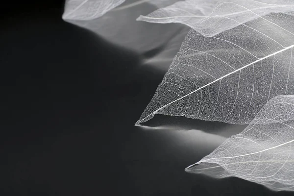 Yaprakların hassas güzel şeffaf ajur iskeletler ile doğal bir arka plan