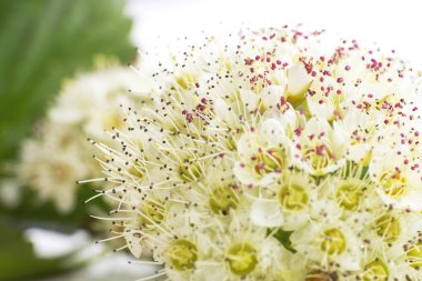 Beyaz arka planda, küçük çiçek önümüzdeki yakın çekim