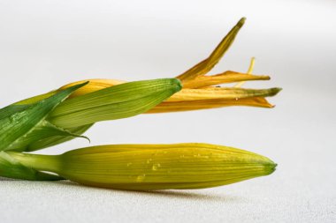 beyaz zemin üzerine sarı zambak yakın çekim