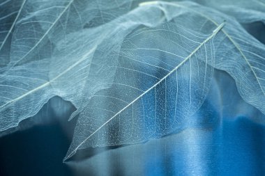Doğal mavi arka plan, hassas güzel şeffaf ajur iskeletler yaprak ile