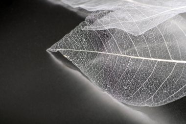 Yaprakların hassas güzel şeffaf ajur iskeletler ile doğal bir arka plan