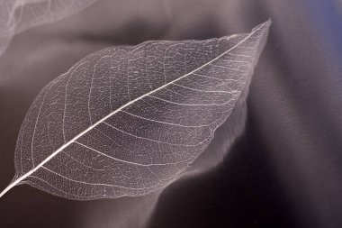 Doğal Pembe arka plan, hassas güzel şeffaf ajur iskeletler yaprak ile