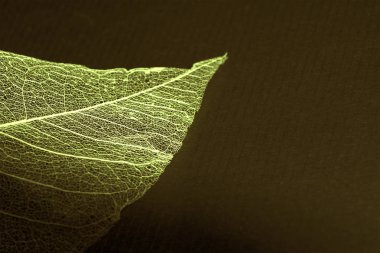 doğal sarı bir arka plan, hassas güzel şeffaf ajur iskeletler yaprak ile