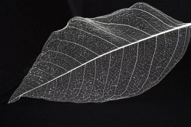 Yaprakların hassas güzel şeffaf ajur iskeletler ile doğal bir arka plan