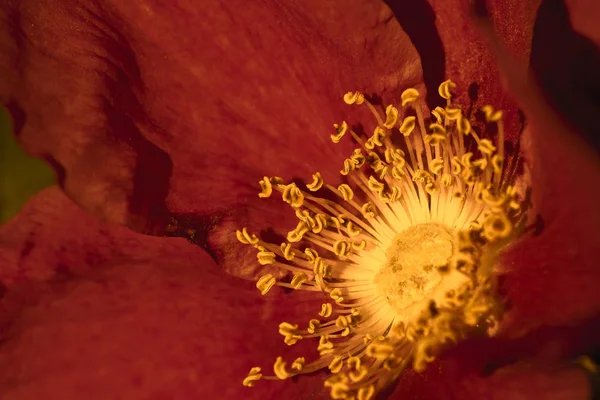 Rosa Mosqueta Flor Vermelha Com Estames Amarelos Close — Fotografia de Stock