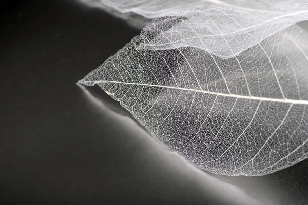 Yaprakların hassas güzel şeffaf ajur iskeletler ile doğal bir arka plan