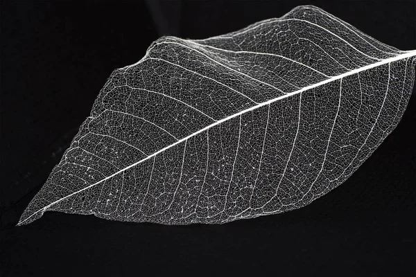 Yaprakların hassas güzel şeffaf ajur iskeletler ile doğal bir arka plan