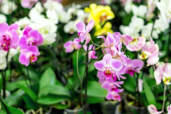 Гілка Білої Орхідеї Красива Тропічна Квітка — стокове фото