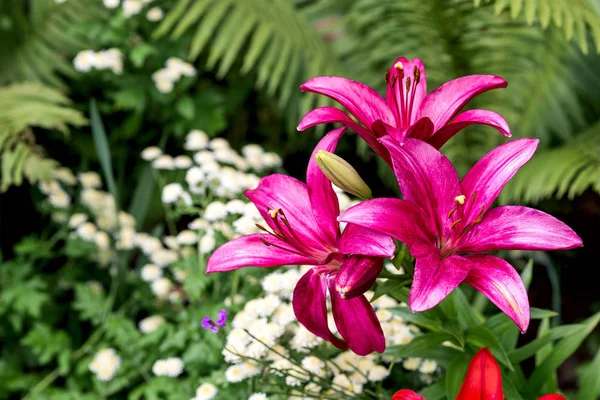 Lírio Rosa Plantas Jardim Botânico Liliaceae — Fotografia de Stock