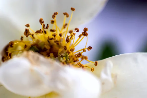 Біла Троянда Тичинками Крупним Планом — стокове фото