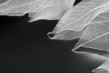 Yaprakların hassas güzel şeffaf ajur iskeletler ile doğal bir arka plan